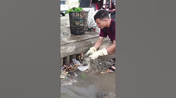 Remove Trash  Debris Clog Drain  #real #plastic #shorts #remove #cleaning #unclog #flood #rain