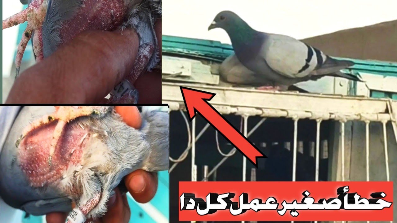 خطأ صغير في الحمام الزاجل هيخلي الحمام بتاعك يحصل فيه حوادث وهيتمنع من السباق مع البطل ايمن انور