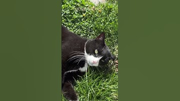 Catnip party! #catshorts #cat #funnyanimals #catvideos #cute #funnycats #funny #funnypets #catnip