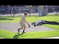 The Full Monty Irwin Croc Show with Robert Terri and Chandler | Australia Zoo