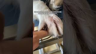 Мыло #WW135443 — копируй и вставляй на ВБ 🐾Лучшая профилактика грибка