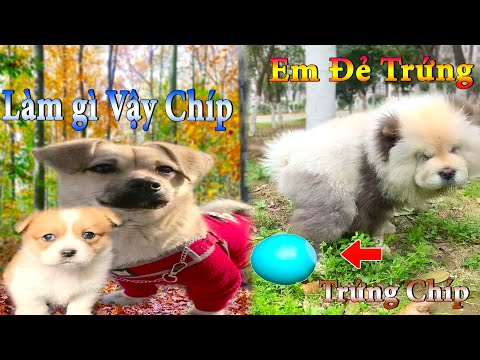 Thú Cưng TV | Dương KC Pets | Bông ham ăn Chíp Cute #40 | chó vui nhộn | funny cute smart dog pets