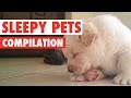 Sleepy pets compilation 2016