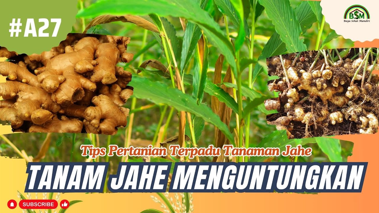 Trik Budidaya Tanaman Jahe Agar Menguntungkan