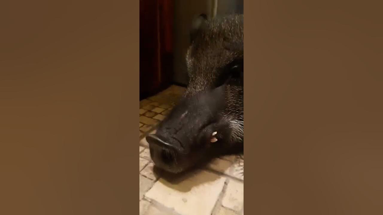 Кабан осенний, домашний! - YouTube