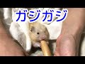 こんちゃん齧る【ハムスター/hamster】