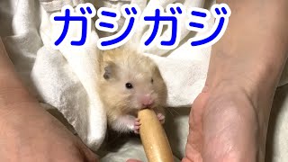 こんちゃん齧る【ハムスター/hamster】