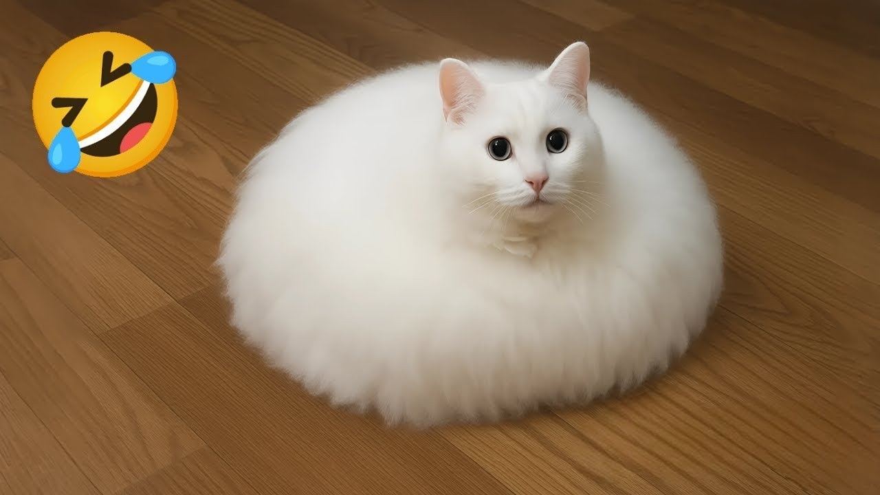 Funny videos of cute cats and dogs🐱🐶The Cat Chef cooks.