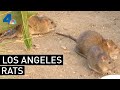 Exploring the La Brea Tar Pits in Los Angeles - YouTube