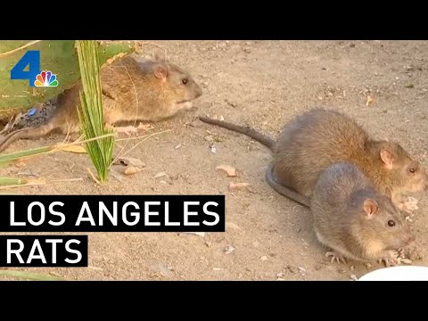 Rat Population Keeps Growing in Los Angeles | NBCLA