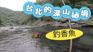 到台北的深山釣香魚下切入溪這些要注意