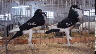 Holuby Pigeons, Anglické Hrvoliaky English Pouters, Black