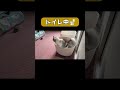 猫ってデリケートなはずでは？#猫 #cat #shorts