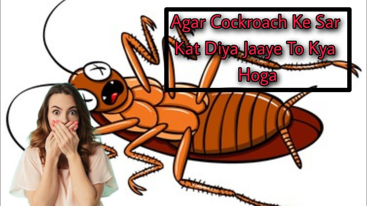 Agar Cockroach Ka sar Kat Diya Jaaye To Kya Hoga - YouTube