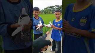 Si bolang beli merpati dipasar taunya diprank burung merpatiku