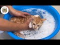 【野良子猫】保護して初めてのシャンプーしたら驚きの結果に!!