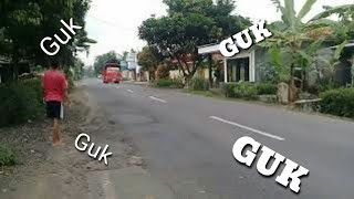 Knalpot srigala bikin merinding |GUK GUK GUK