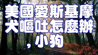美國愛斯基摩犬嘔吐怎麼辦,小狗 美國愛斯基摩犬嘔吐怎麼辦,小狗