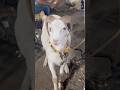 Deonar Bakra Mandi..#shorts #deonarbakra #deonarmandi #bakramandi #goats #bakra #animals #trending