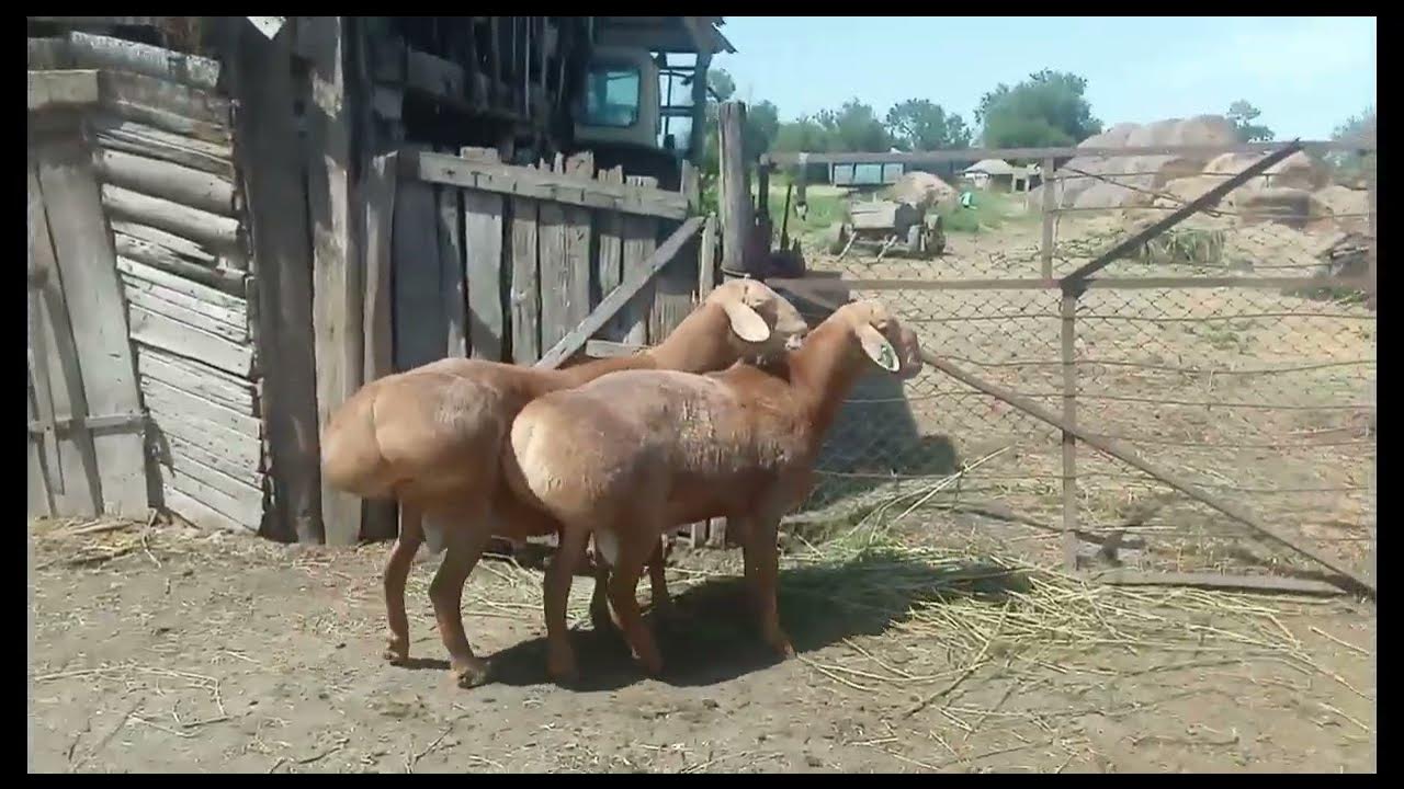 Бараны на продажу. +79187518783 - YouTube