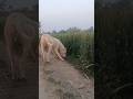 Heavy Bonn Hunter Dogo Argentino ЁЯШпЁЯС Dogo Dog Trending Viralvideo Shorts Pittbull Heavy Bonn Hunter Dogo Argentino ЁЯШпЁЯС Dogo Dog Trending Viralvideo Shorts Pittbull