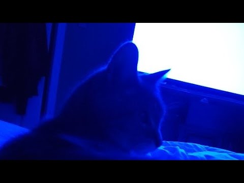 ASMR SLEEP STREAM SNORING CAT MEOWS 😻 - YouTube