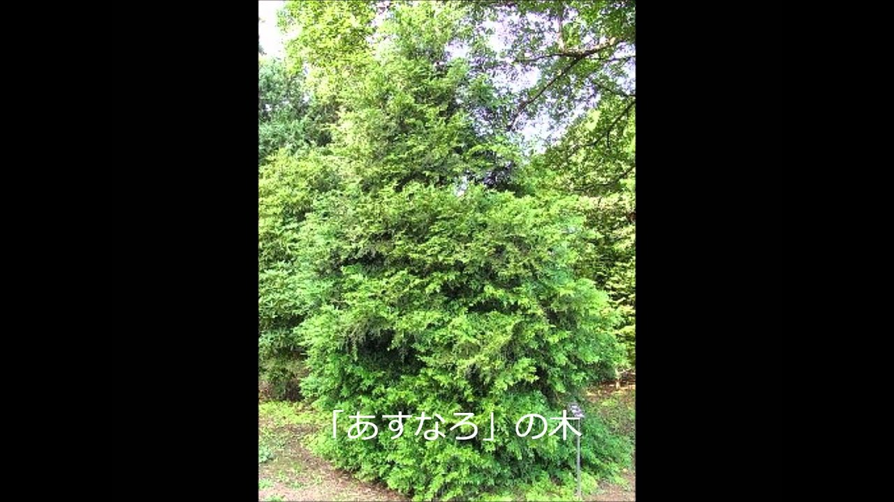 あすなろ木とロゴの紹介 - YouTube
