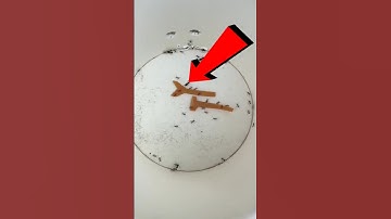 Ants Unite for an Incredible Food Escape! 🤯 | #shorts #ants #unity