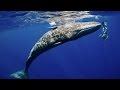 Wild Whale Spins on Command of Diver