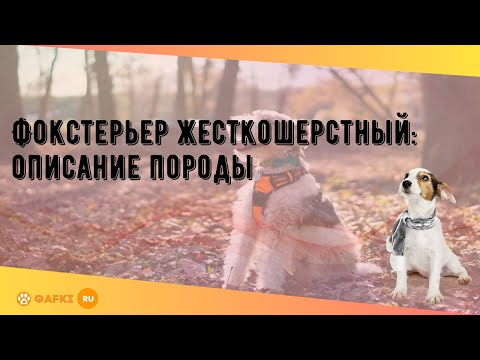 Фокстерьер жесткошерстный: описание породы