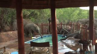 Слоны сорвали вечеринку в бассейне