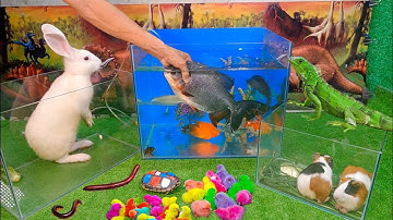 Bắt cá cảnh dễ thương, cá koi, cá rồng, bọ ú, rùa bảy màu, kì nhông, chuột