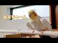 【再会】大好きなお父ちゃんと17日ぶりの再会に喜び甘えるオカメインコのはな pinohana