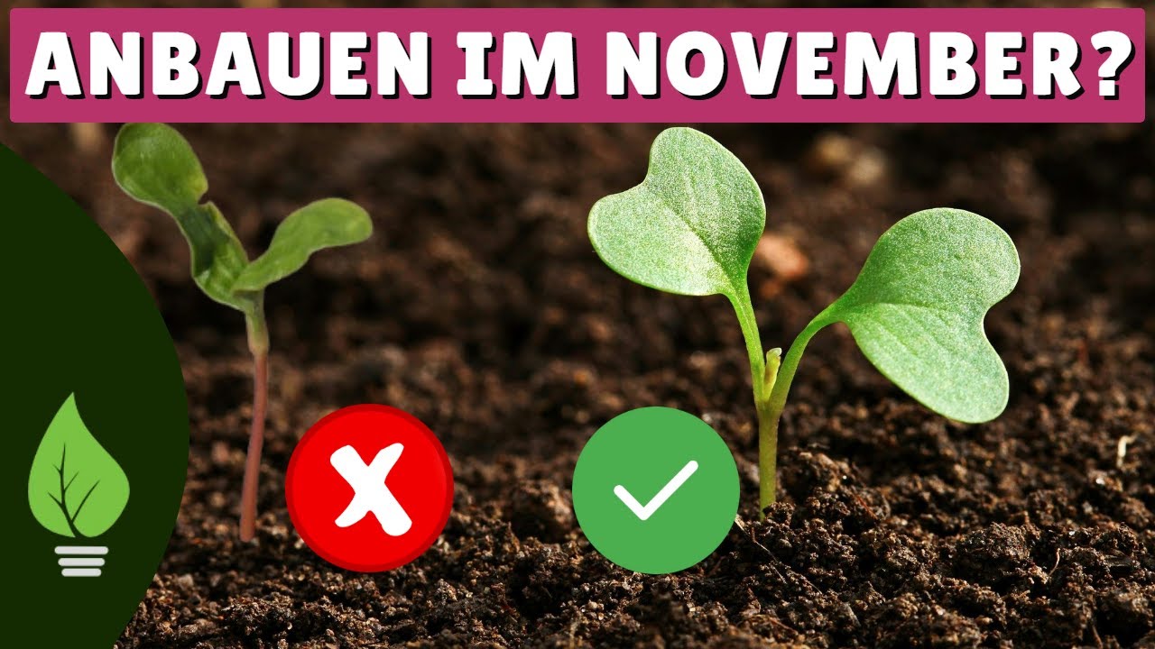 Gemüse anbauen im November? 🌱8 seltene Sorten für dein Winterbeet!