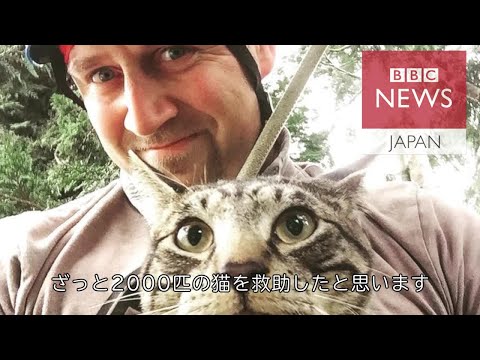 猫が木から降りられない理由と安全な助け方｜飼い主が知るべき5つのこと