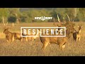 Resilience i  bowhunting deer film  queensland australia bowhunt downunder