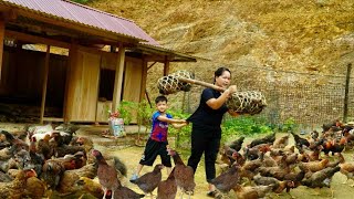 Khai Catches chickens to sell  Sends money to Dad, stays in hospital