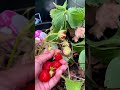 Picking up some strawberries 🍓 at the garden 🪴
