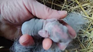 HUGE LITTER for First Time REX RABBIT Mom