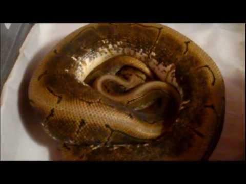 snake oil Collection Update August 21, 2011