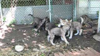Wolf Creek cubs and howling.AVI