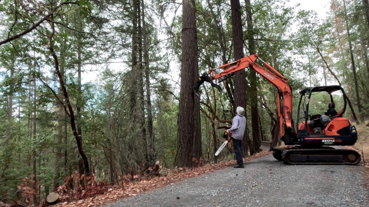 Wildfire Hazard Tree Felling - YouTube
