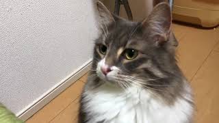 ジェット風船に立ち向かう猫 ノルウェージャンフォレストキャットFace a jet balloon.Norwegian Forest Cat.