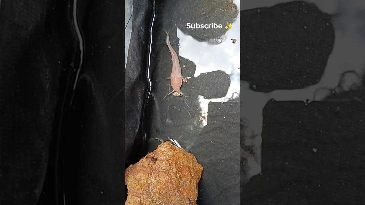 Albino catfish eating fish head  | ആൽബിനോ മുഷി 