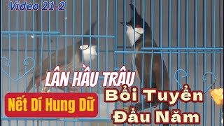 Download Lagu BỔI TUYỂN ĐẦU NĂM-Lân Hầu Trâu Gáy Ngựa/Nết Găm Dí/Chân Ma Thuật Siêu Đảo Cầu//Giá Tài Lộc MP3