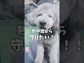 【猛暑対策】愛犬を守る！電気代高騰＆停電に備える秘密兵器 🐾【EcoFlow DELTA 3 Classic】