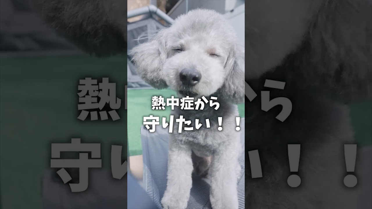 【猛暑対策】愛犬を守る！電気代高騰＆停電に備える秘密兵器 🐾【EcoFlow DELTA 3 Classic】