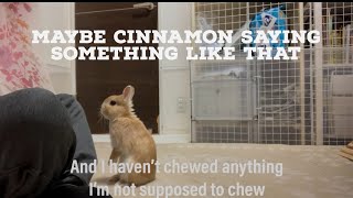 Cinnamon probably says something like this