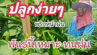 ปลูกพริกหน้าฝนง่ายๆ พันธุ์นี้เหมาะทนฝน