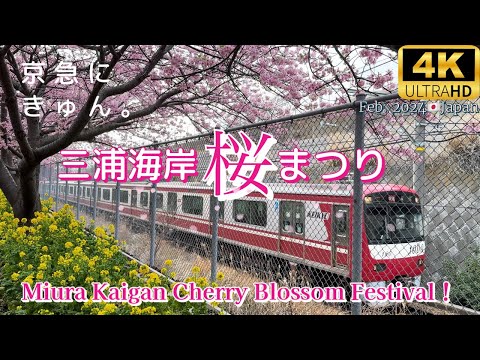 【4K】京急にきゅん。❀三浦海岸桜まつり2024 ❀ Cherry Blossom Festival in Miurakaigan,  Feb.2024🇯🇵Japan Walk